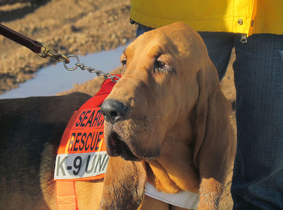 Dog Mayor Dog Mayor